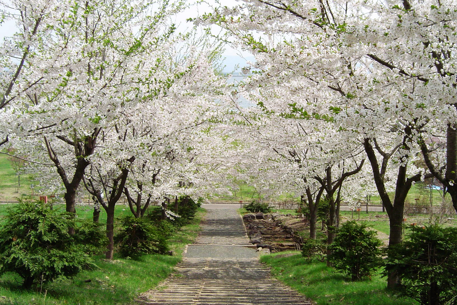 츠가루 후지미호 벚꽃 축제